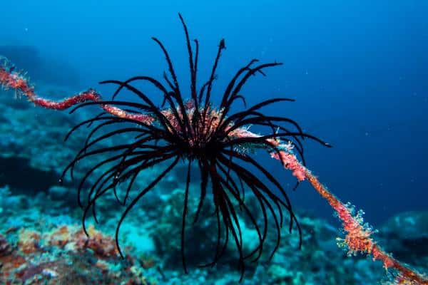 crinoid on a whip coral
