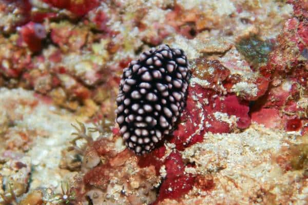 black and gray phyllidia