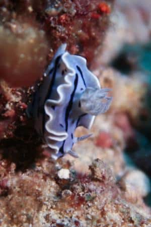 Chromodoris willani