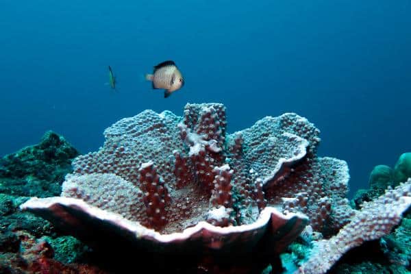 Hard coral and damsel