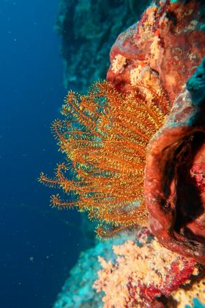 yellow orange crinoid