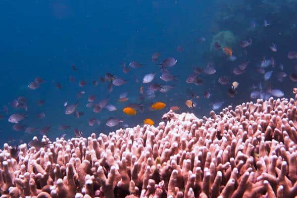 damsels on corals