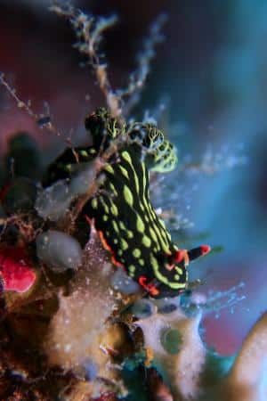 Nembrotha kubaryana nudibranch