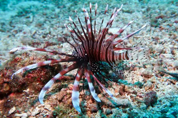 lionfish