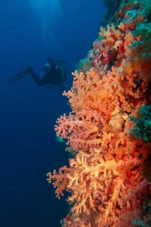 soft corals in mactan