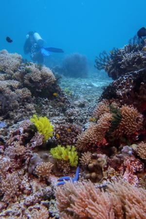 beautiful and lush reef at Dakit-Dakit