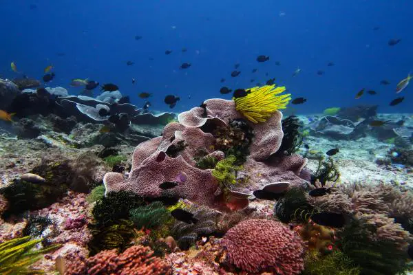 pamilican island reef