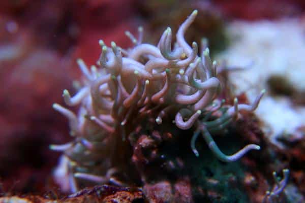 sea slug in Pamilacan Island