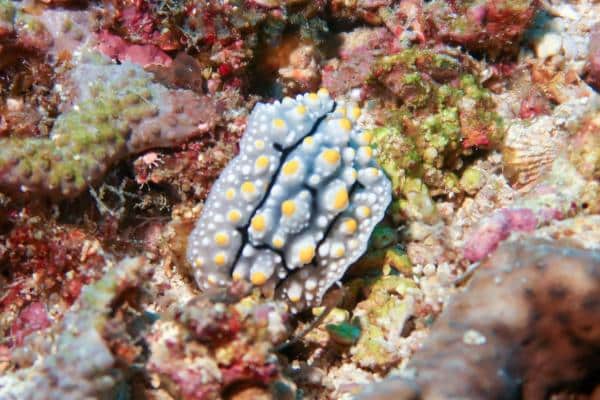 white yellow black phyllidia