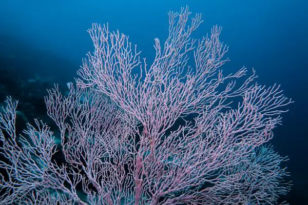 pink gorgonian sea fan
