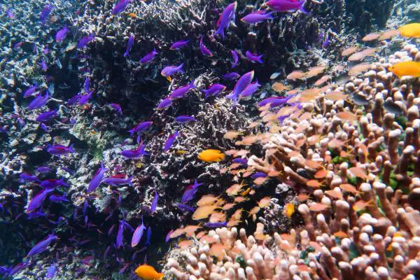 purple and pink fish on branching corals