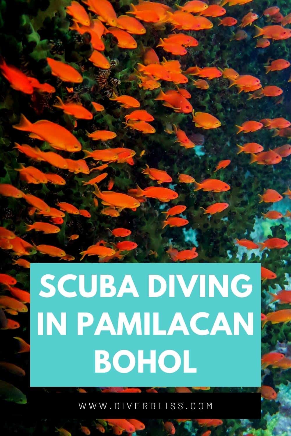 scuba diving pamilacan bohol