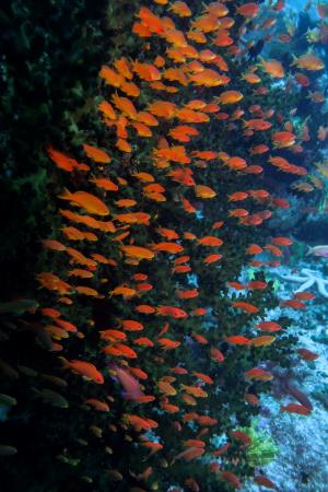 tubastrea micrantha with orang anthias