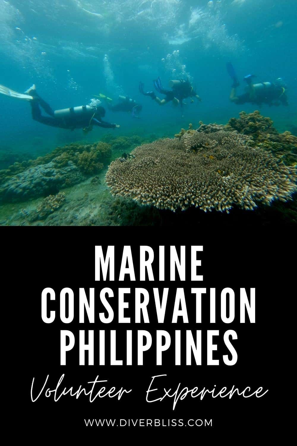 Marine conservation philippines volunteer experience
