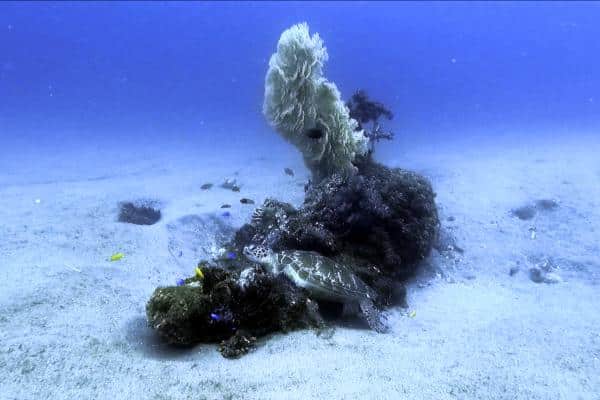 sea turtle hiding in coral patch in Basak