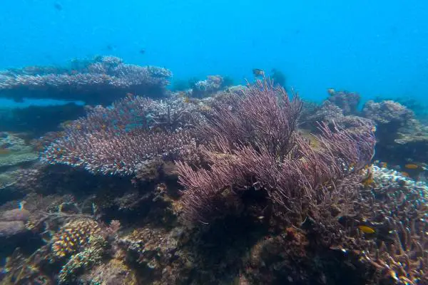 hard and soft coral diversity in Bunbunon
