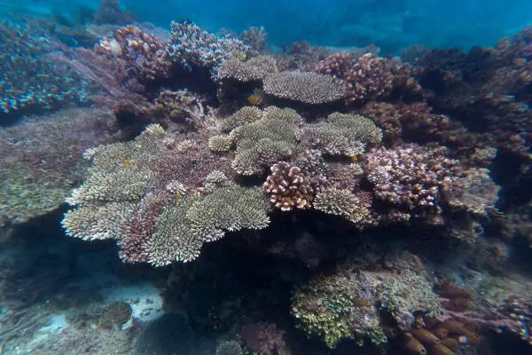 Hard corals in Bunbunon