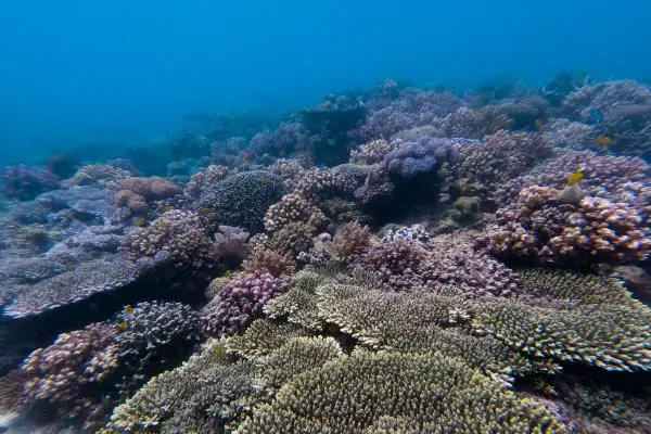 Lots of corals, not a lot of fish in Bunbunon