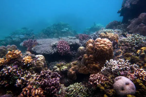 Lush coral reef in Kookoo's