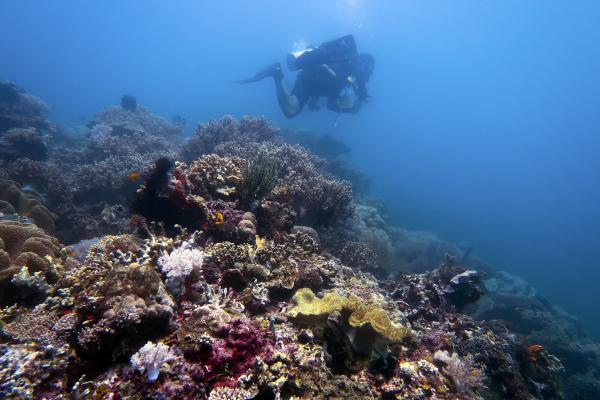 Scuba diver exploring Kookoo's