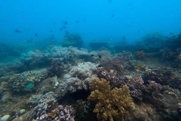 Coral reef in Lutoban