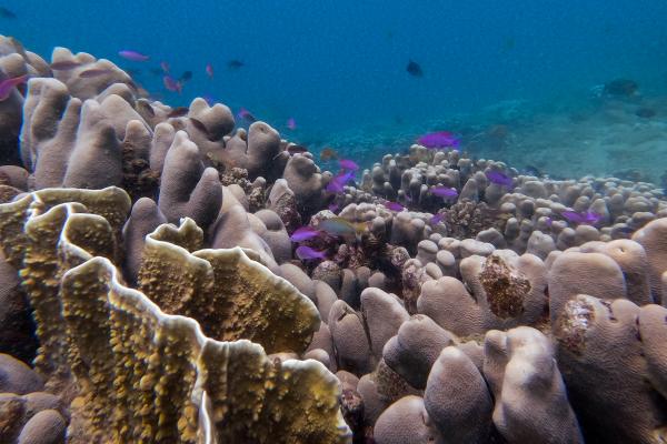 hard corals in Malatapay
