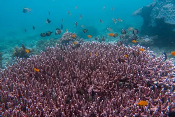 table coral with orange anthias