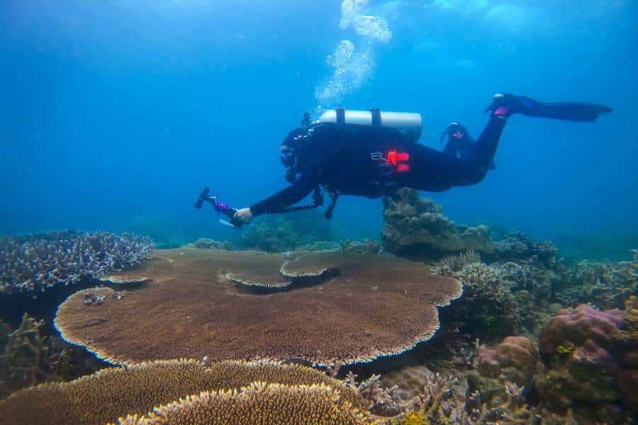 Diving Zamboanguita Malatapay