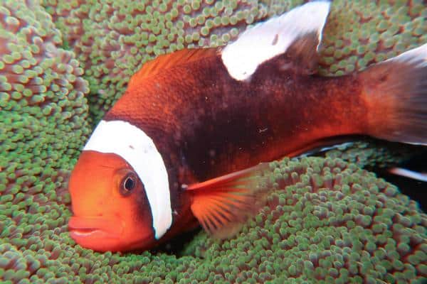 Tomato anemonefish- Amphiprion frenatus