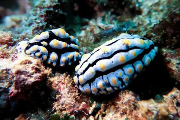 Yellow, blue, black seaslug (Phyllidia varicose)