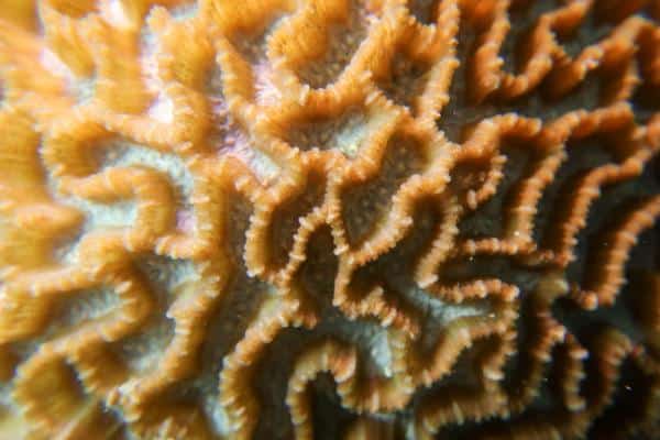 Brain Coral