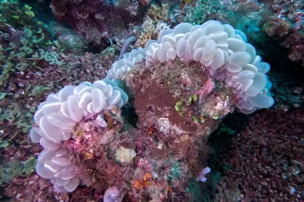 Bubble coral (Plerogyra sinuosa) in Lutoban