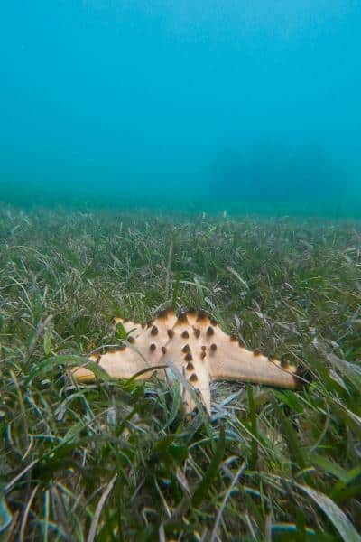 Chocolate Chip starfish (Protoreaster nodosus) on sea grass