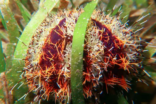 Red star fire urchin 
Astropyga radiata