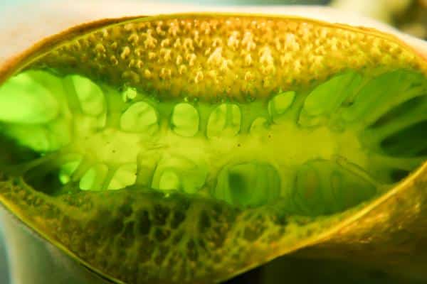 Didemnum molle green tunicate