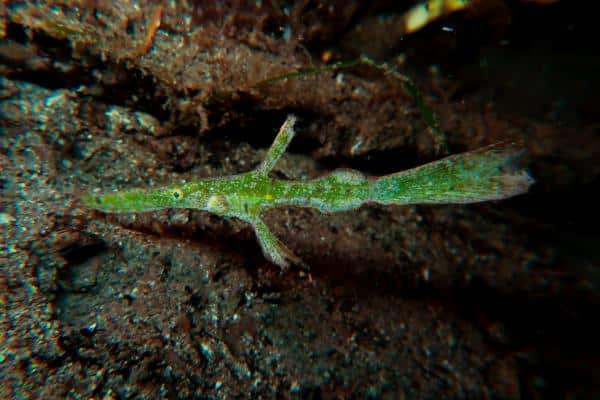 Robust ghost pipefish (Solenostomus cyanopterus)