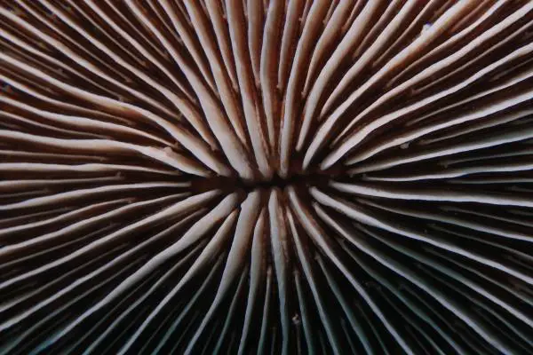 Actinodiscus Mushroom Corals