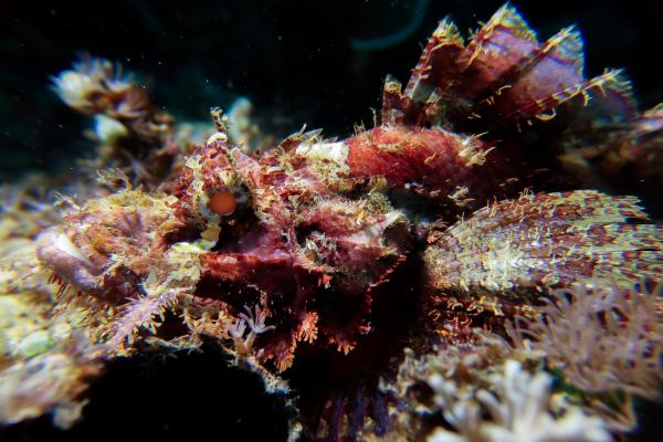 Scorpionfish