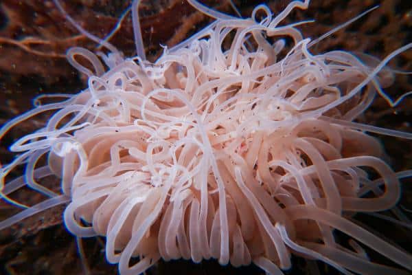 Tube anemone 
