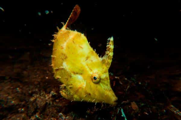 Sea grass filefish (Acreichthys tomentosus)