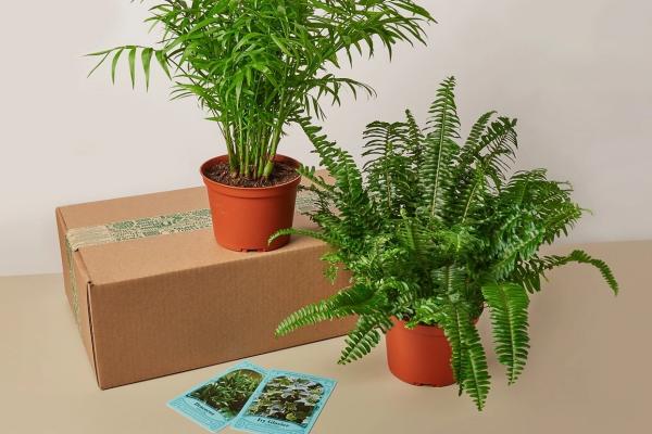 27 Best Environmentalist Gifts: What To Get An Eco-friendly Person 8 House plant of the month cratejoy