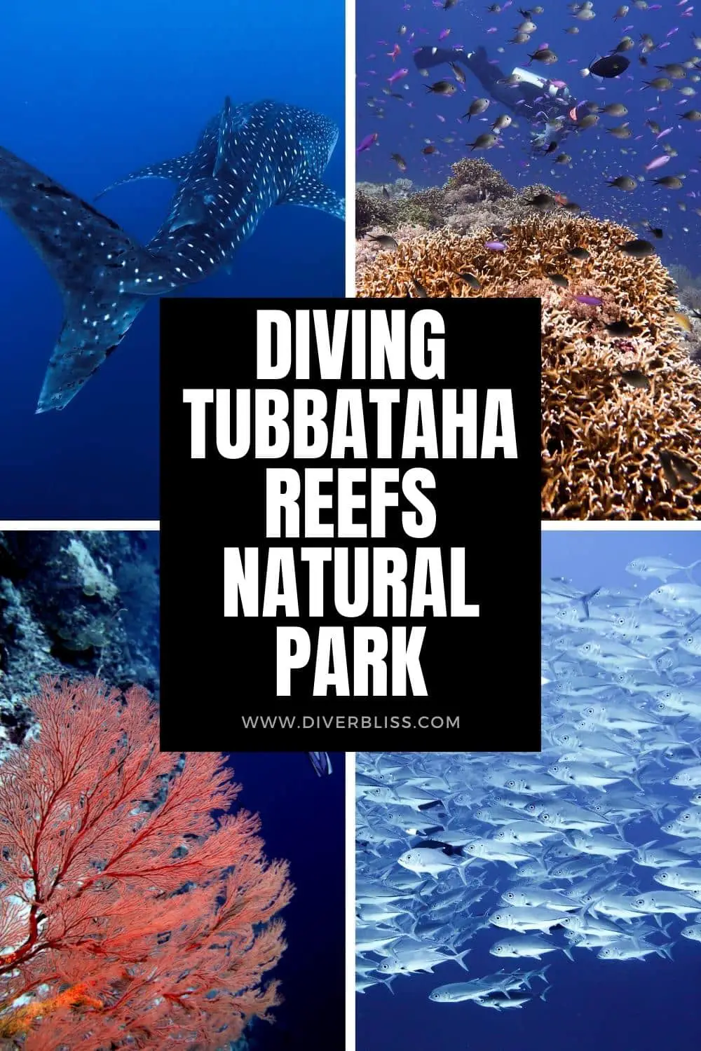 diving tubbataha reefs natural park