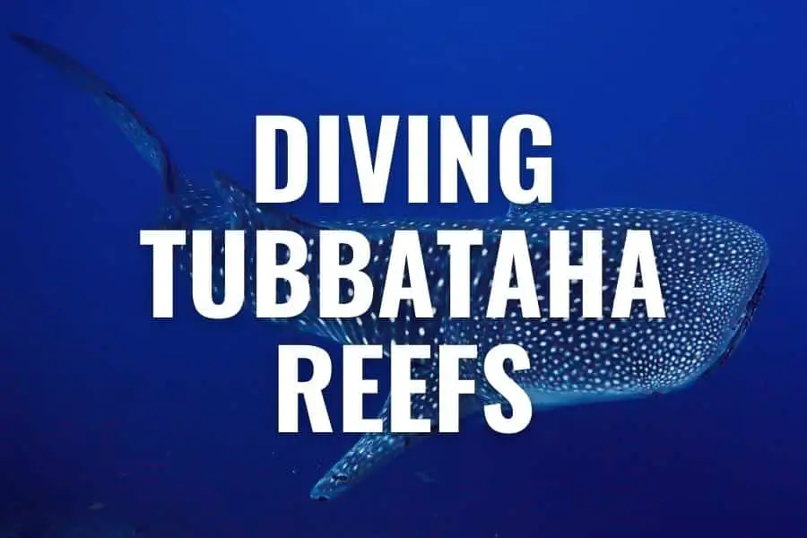 diving tubbataha reefs
