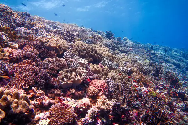 various coral species at jessie beazley reef
