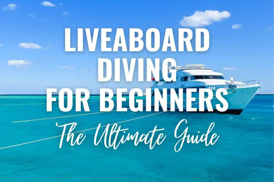 liveaboard diving for beginners the ultimate guide