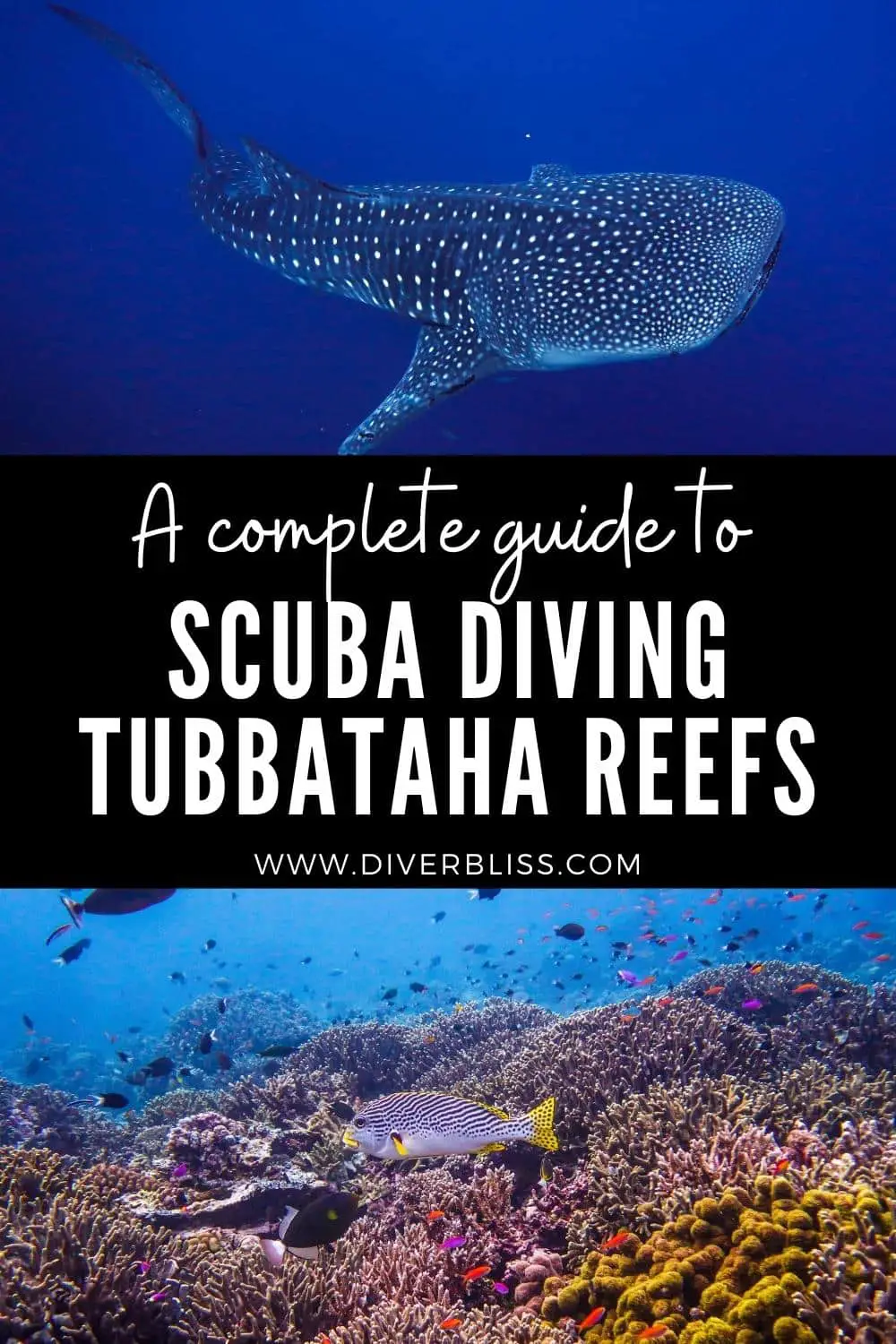 a complete guide to scuba diving tubbataha reefs natural park