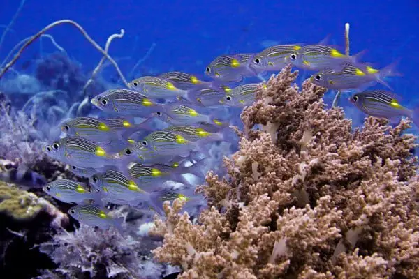 reef fish in tubbataha