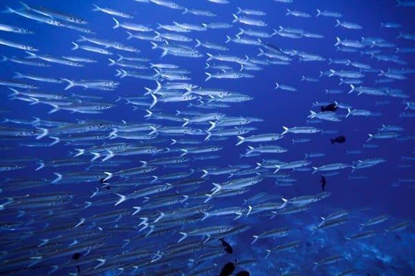 battery of barracuda in tubbataha