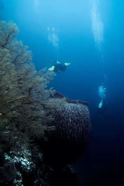 walls covered in sea fan and sponges