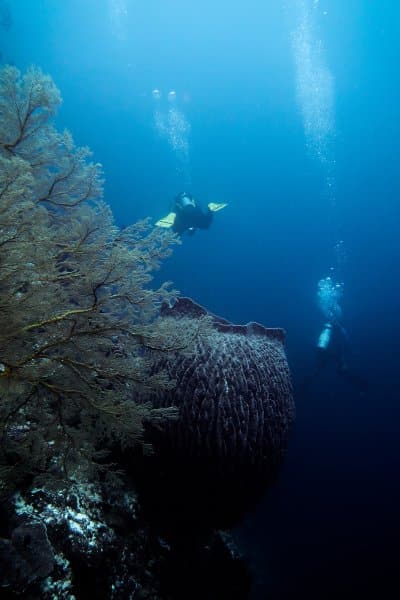 Huge sea fans and sponge barrels at Wall street dive site in Tubbataha